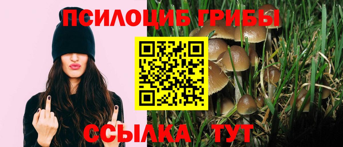 Псилоцибиновые грибы Psilocybe Россия